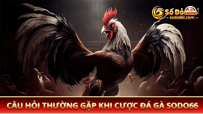 Các câu hỏi thưởng gặp khi cược đá gà SODO66