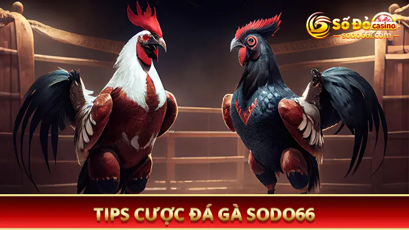 Tips cược đá gà SODO66