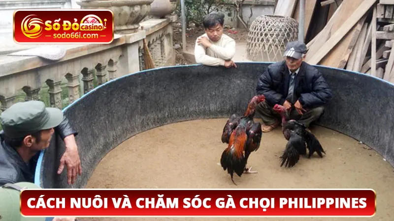 Cách nuôi và chăm sóc gà chọi Phillippins